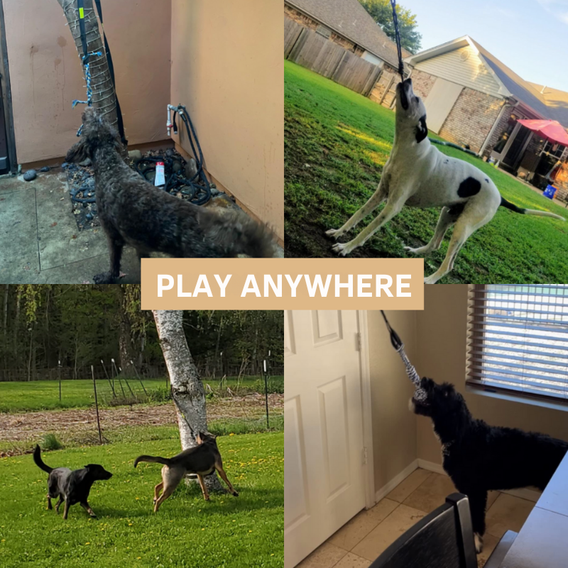 Διαδραστικό παιχνίδι για σκύλους: εγγυημένη διασκέδαση! 